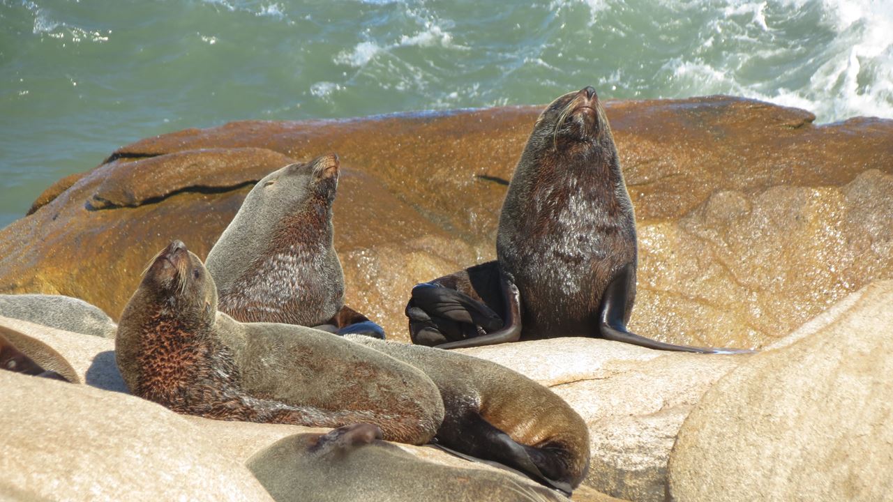 Cabo Polonio City Tour + Beach foto 8