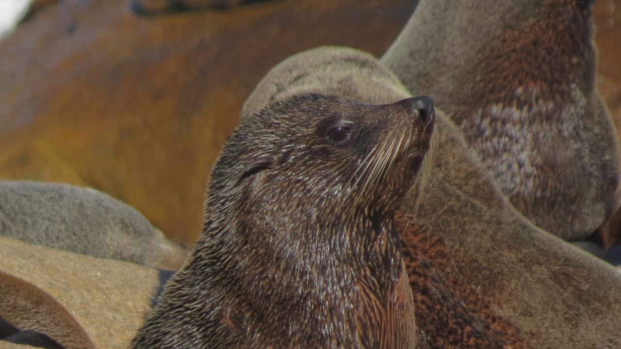 Cabo Polonio City Tour + Beach foto 6