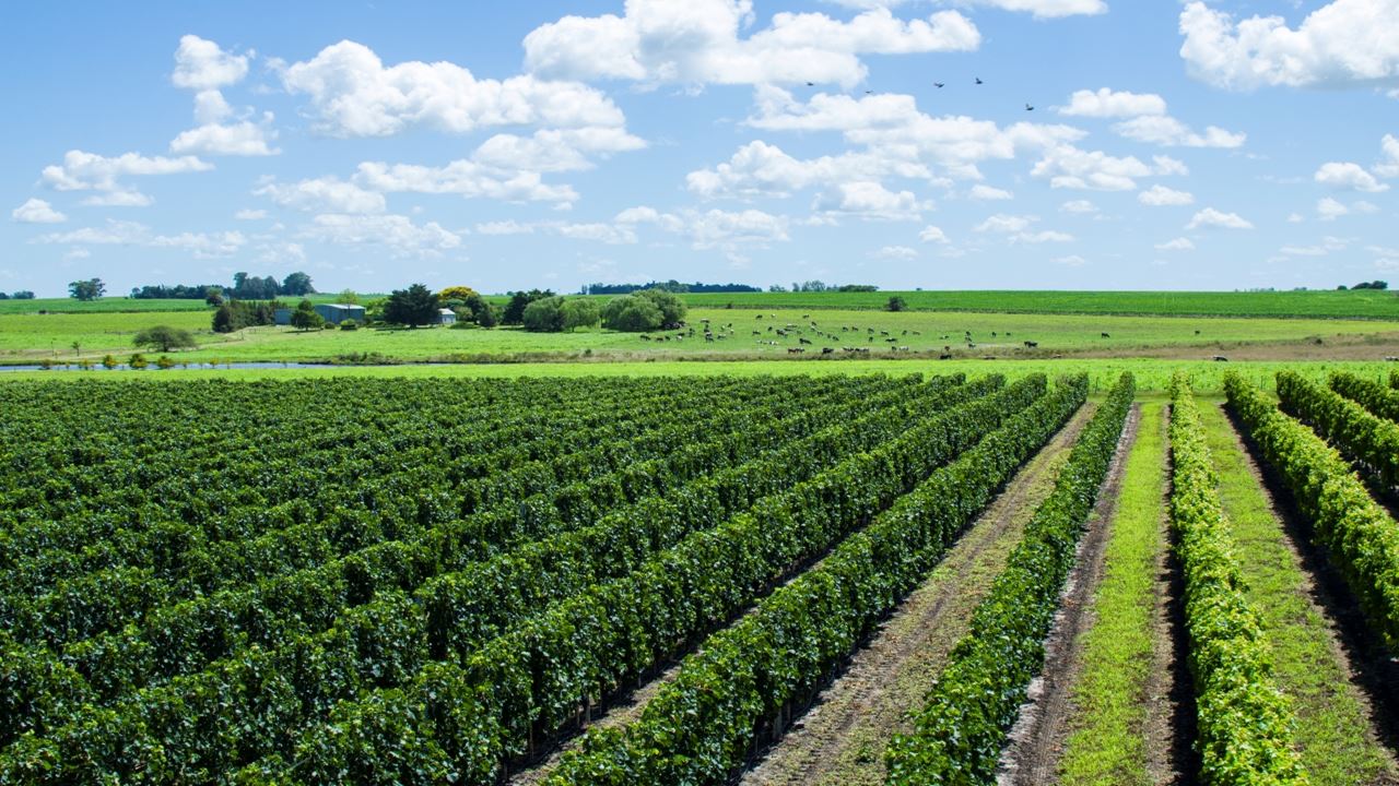 Wine Tasting And Lunch At Fripp Winery foto 7