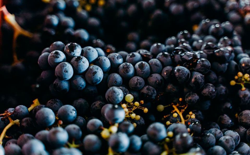 Visita, Degustação E Almoço Na Vinícola Bouza foto 3